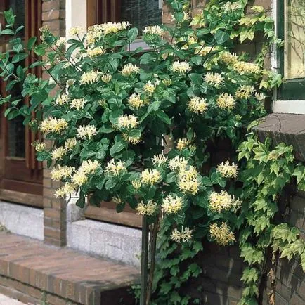 Cum să aibă grijă de caprifoi