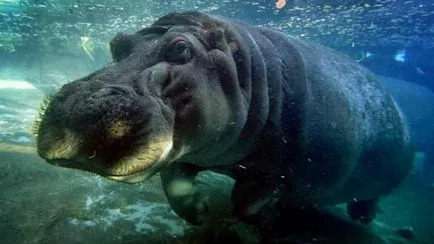 10 lucruri uimitoare despre modul în care animalele de somn, revista on-line pozitiv