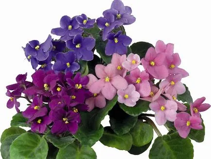 10 care atrag dragoste Plantele de interior, fericire, succes, interesele femeilor