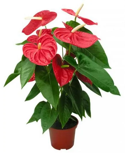 10 de plante, care va aduce în casa ta de fericire și iubire - toate pentru o femeie (vdzh) (plante) 10 de plante, care va aduce în casa ta de fericire și iubire - toate pentru o femeie (vdzh)