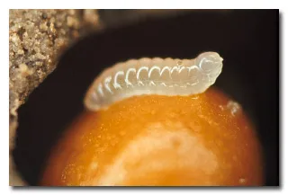 11 monștri Dread, care nu văd fără un microscop, mixstuff (monstri) 11 monștri Dread, care, fără un microscop să nu vedeți, mixstuff