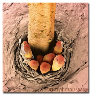 11 monștri Dread, care nu văd fără un microscop, mixstuff (mixstuff) 11 monștri Dread, care, fără un microscop să nu vedeți, mixstuff