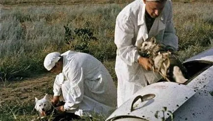 23 Date despre primul cosmonaut - câinele Laika, eroul Uniunii Sovietice