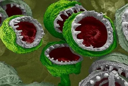 11 monștri Dread, care nu văd fără un microscop, mixstuff (mixstuff) 11 monștri Dread, care, fără un microscop să nu vedeți, mixstuff