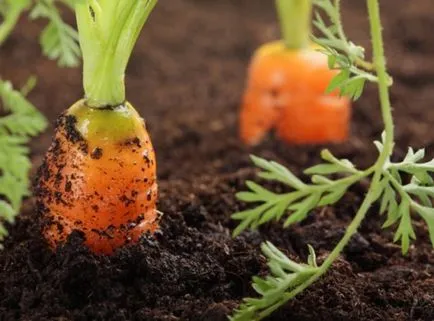 12 legume, care sunt ușor să crească la domiciliu