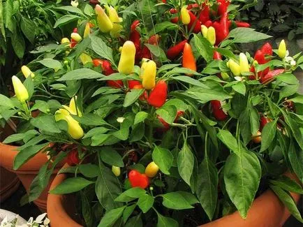 12 legume, care sunt ușor să crească la domiciliu