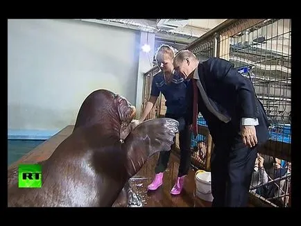 20 Cele mai izbitoare fotografii ale lui Putin cu animale, mai proaspăt - cel mai bun din ziua în care ați avea nevoie vreodată!