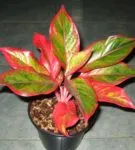 Aglaonema toate nuanțele de îngrijire pentru flori în casa foto și video (foto) Aglaonema toate nuanțele de îngrijire pentru flori în casa foto și video