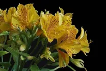 Alstroemeria (55 poze) culorile caracteristice, cele mai bune soiuri, plantare, îngrijire, udare, fertilizare, (grad) Alstroemeria (55 fotografii) culori caracteristice, cele mai bune soiuri, plantare, îngrijire, udare, fertilizare,