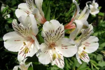 Alstroemeria (55 poze) culorile caracteristice, cele mai bune soiuri, plantare, îngrijire, udare, fertilizare, (grad) Alstroemeria (55 fotografii) culori caracteristice, cele mai bune soiuri, plantare, îngrijire, udare, fertilizare,