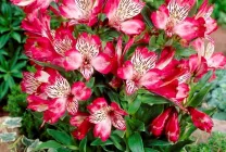 Alstroemeria (55 poze) culorile caracteristice, cele mai bune soiuri, plantare, îngrijire, udare, fertilizare, (de îngrijire) Alstroemeria (55 fotografii) culori caracteristice, cele mai bune soiuri, plantare, îngrijire, udare, fertilizare,
