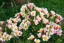 Alstroemeria (55 poze) culorile caracteristice, cele mai bune soiuri, plantare, îngrijire, udare, fertilizare, (aterizare) Alstroemeria (55 fotografii) culori caracteristice, cele mai bune soiuri, plantare, îngrijire, udare, fertilizare,
