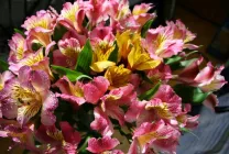 Alstroemeria (55 poze) culorile caracteristice, cele mai bune soiuri, plantare, îngrijire, udare, fertilizare, (culori) Alstroemeria (55 fotografii) culori caracteristice, cele mai bune soiuri, plantare, îngrijire, udare, fertilizare,