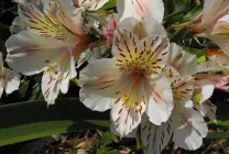 Alstroemeria (55 poze) culorile caracteristice, cele mai bune soiuri, plantare, îngrijire, udare, fertilizare, (alstroemeria) Alstroemeria (55 fotografii) culori caracteristice, cele mai bune soiuri, plantare, îngrijire, udare, fertilizare,