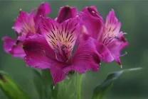 Alstroemeria (55 poze) culorile caracteristice, cele mai bune soiuri, plantare, îngrijire, udare, fertilizare, (foto) Alstroemeria (55 fotografii) culori caracteristice, cele mai bune soiuri, plantare, îngrijire, udare, fertilizare,
