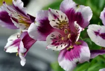 Alstroemeria (55 poze) culorile caracteristice, cele mai bune soiuri, plantare, îngrijire, udare, fertilizare, (alstroemeria) Alstroemeria (55 fotografii) culori caracteristice, cele mai bune soiuri, plantare, îngrijire, udare, fertilizare,