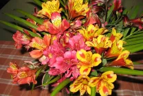 Alstroemeria (55 poze) culorile caracteristice, cele mai bune soiuri, plantare, îngrijire, udare, fertilizare, (foto) Alstroemeria (55 fotografii) culori caracteristice, cele mai bune soiuri, plantare, îngrijire, udare, fertilizare,