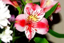 Alstroemeria (55 poze) culorile caracteristice, cele mai bune soiuri, plantare, îngrijire, udare, fertilizare, (alstroemeria) Alstroemeria (55 fotografii) culori caracteristice, cele mai bune soiuri, plantare, îngrijire, udare, fertilizare,