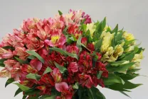 Alstroemeria (55 poze) culorile caracteristice, cele mai bune soiuri, plantare, îngrijire, udare, fertilizare, (foto) Alstroemeria (55 fotografii) culori caracteristice, cele mai bune soiuri, plantare, îngrijire, udare, fertilizare,