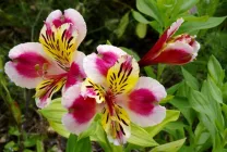Alstroemeria (55 poze) culorile caracteristice, cele mai bune soiuri, plantare, îngrijire, udare, fertilizare, (de îngrijire) Alstroemeria (55 fotografii) culori caracteristice, cele mai bune soiuri, plantare, îngrijire, udare, fertilizare,