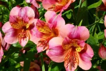 Alstroemeria (55 poze) culorile caracteristice, cele mai bune soiuri, plantare, îngrijire, udare, fertilizare, (foto) Alstroemeria (55 fotografii) culori caracteristice, cele mai bune soiuri, plantare, îngrijire, udare, fertilizare,
