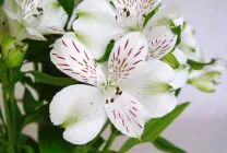 Alstroemeria (55 poze) culorile caracteristice, cele mai bune soiuri, plantare, îngrijire, udare, fertilizare, (de îngrijire) Alstroemeria (55 fotografii) culori caracteristice, cele mai bune soiuri, plantare, îngrijire, udare, fertilizare,