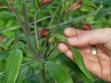 Cultivarea Alstroemeria din semințe de la domiciliu, urozhaynik vesel