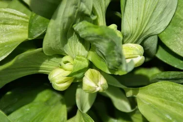 Cultivarea Alstroemeria din semințe de la domiciliu, urozhaynik vesel