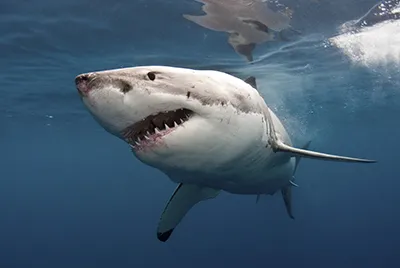 Shark - meserii cu copii, detkipodelki