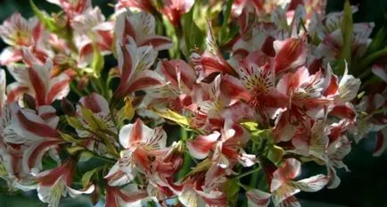 Alstroemeria (55 poze) culorile caracteristice, cele mai bune soiuri, plantare, îngrijire, udare, fertilizare, (aterizare) Alstroemeria (55 fotografii) culori caracteristice, cele mai bune soiuri, plantare, îngrijire, udare, fertilizare,