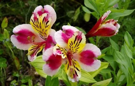 Alstroemeria (55 poze) culorile caracteristice, cele mai bune soiuri, plantare, îngrijire, udare, fertilizare, (foto) Alstroemeria (55 fotografii) culori caracteristice, cele mai bune soiuri, plantare, îngrijire, udare, fertilizare,