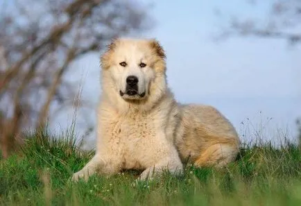 Alabai caracteristică a rasei, proprietarii reale de Shepherd din Asia Centrală, descriere exterior (caracteristici) Alabai caracteristică a rasei, proprietarii reale de ciobanesc din Asia Centrală, o descriere a exteriorului,
