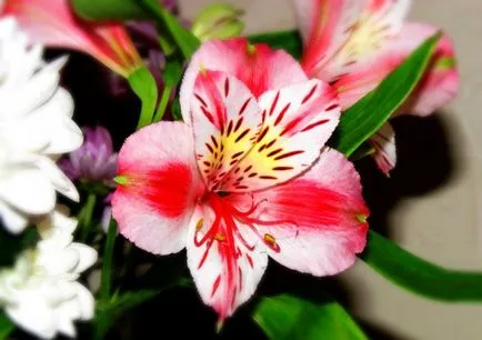 Alstroemeria (55 poze) culorile caracteristice, cele mai bune soiuri, plantare, îngrijire, udare, fertilizare, (aterizare) Alstroemeria (55 fotografii) culori caracteristice, cele mai bune soiuri, plantare, îngrijire, udare, fertilizare,