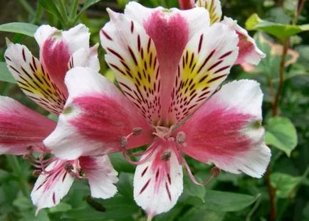 Alstroemeria (55 poze) culorile caracteristice, cele mai bune soiuri, plantare, îngrijire, udare, fertilizare, (culori) Alstroemeria (55 fotografii) culori caracteristice, cele mai bune soiuri, plantare, îngrijire, udare, fertilizare,