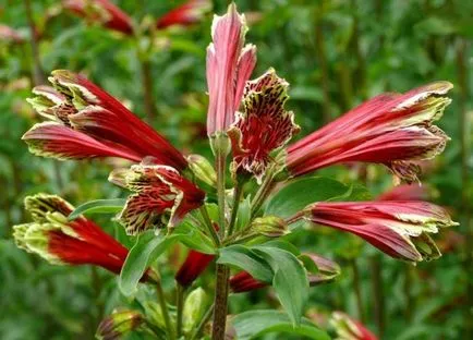 Alstroemeria (55 poze) culorile caracteristice, cele mai bune soiuri, plantare, îngrijire, udare, fertilizare, (de îngrijire) Alstroemeria (55 fotografii) culori caracteristice, cele mai bune soiuri, plantare, îngrijire, udare, fertilizare,