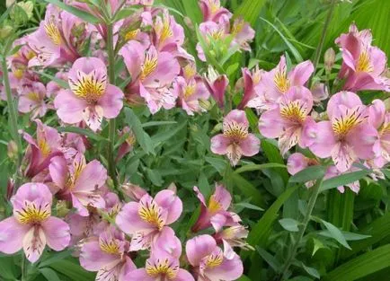 Alstroemeria (55 poze) culorile caracteristice, cele mai bune soiuri, plantare, îngrijire, udare, fertilizare, (aterizare) Alstroemeria (55 fotografii) culori caracteristice, cele mai bune soiuri, plantare, îngrijire, udare, fertilizare,