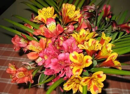 Alstroemeria (55 poze) culorile caracteristice, cele mai bune soiuri, plantare, îngrijire, udare, fertilizare, (de îngrijire) Alstroemeria (55 fotografii) culori caracteristice, cele mai bune soiuri, plantare, îngrijire, udare, fertilizare,