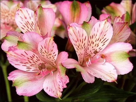 Alstroemeria - flori în special în creștere (și îngrijire) Alstroemeria - flori în special în creștere