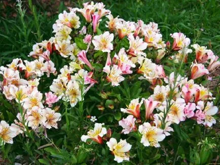 Alstroemeria - flori special în creștere (plantare) Alstroemeria - flori în special în creștere