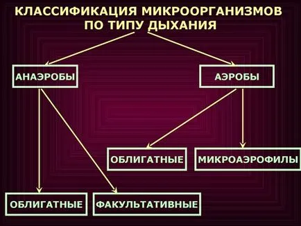 Bacteriile anaerobe și organisme, este