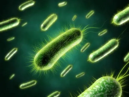 Bacteriile anaerobe și organisme, este