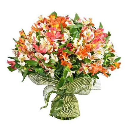 Alstroemeria (55 poze) culorile caracteristice, cele mai bune soiuri, plantare, îngrijire, udare, fertilizare, (de îngrijire) Alstroemeria (55 fotografii) culori caracteristice, cele mai bune soiuri, plantare, îngrijire, udare, fertilizare,