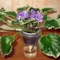 îngrijire Asplenium la domiciliu, fotografii și clipuri video (udare acasă competentă) de îngrijire la domiciliu Asplenium, foto și video