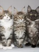 Asian Leopard Cat