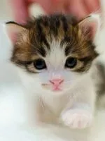 Asian Leopard Cat