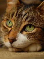 Asian Leopard Cat