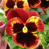 Panselute - plantare și îngrijire
