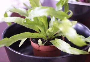 Asplenium (spleenwort) de plantare și de îngrijire la domiciliu (de îngrijire la domiciliu Asplenium) Asplenium (spleenwort) de plantare și de îngrijire la domiciliu