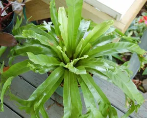 Asplenium (spleenwort) de plantare și îngrijire la domiciliu (Asplenium vizualizări) Asplenium (spleenwort) de plantare și de îngrijire la domiciliu