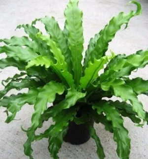 Asplenium (spleenwort) plantare și îngrijire la domiciliu (feriga spleenwort) Asplenium (spleenwort) de plantare și de îngrijire la domiciliu